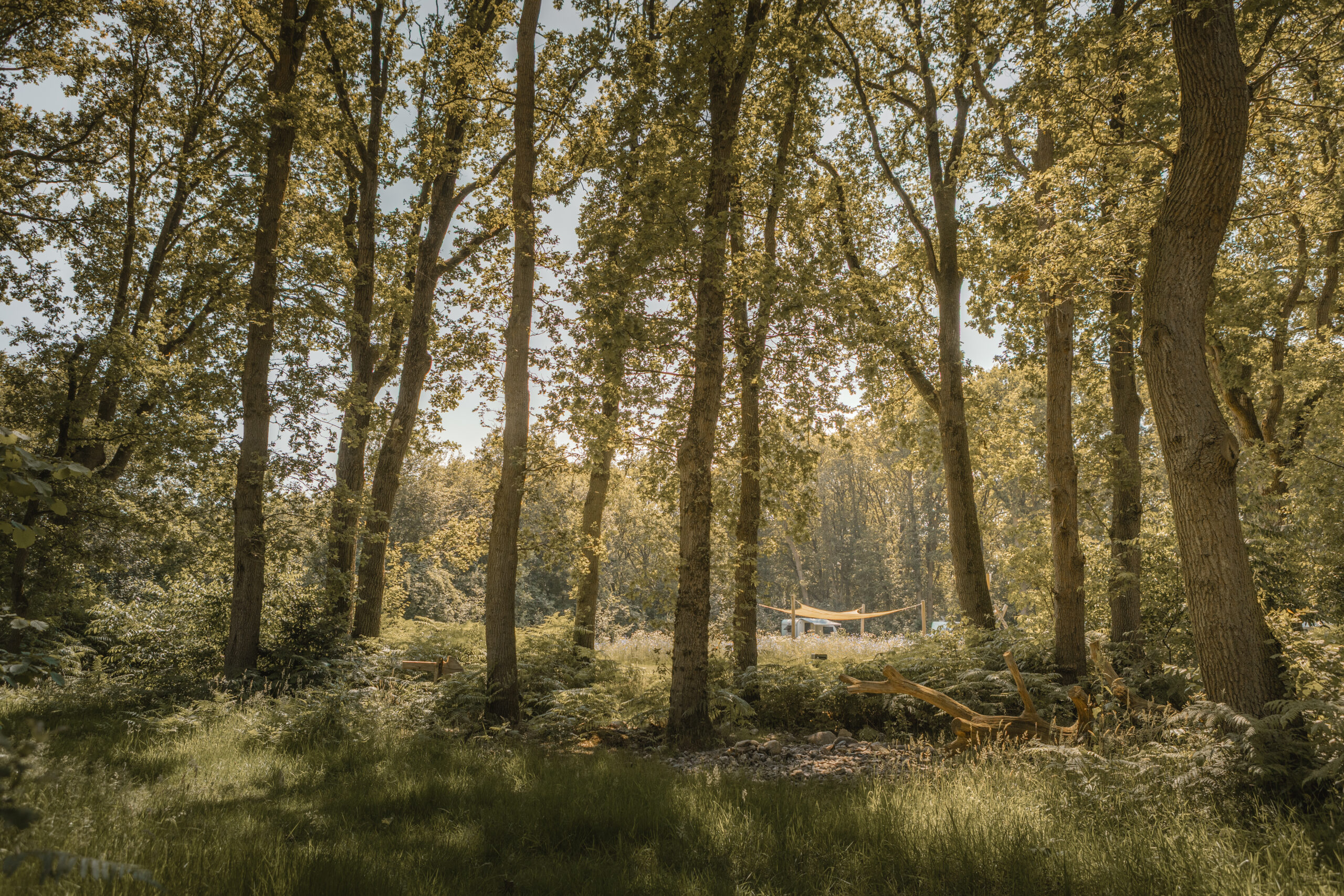 Kamperen op de Bloemenweide bij natuurcamping Lemeler Esch