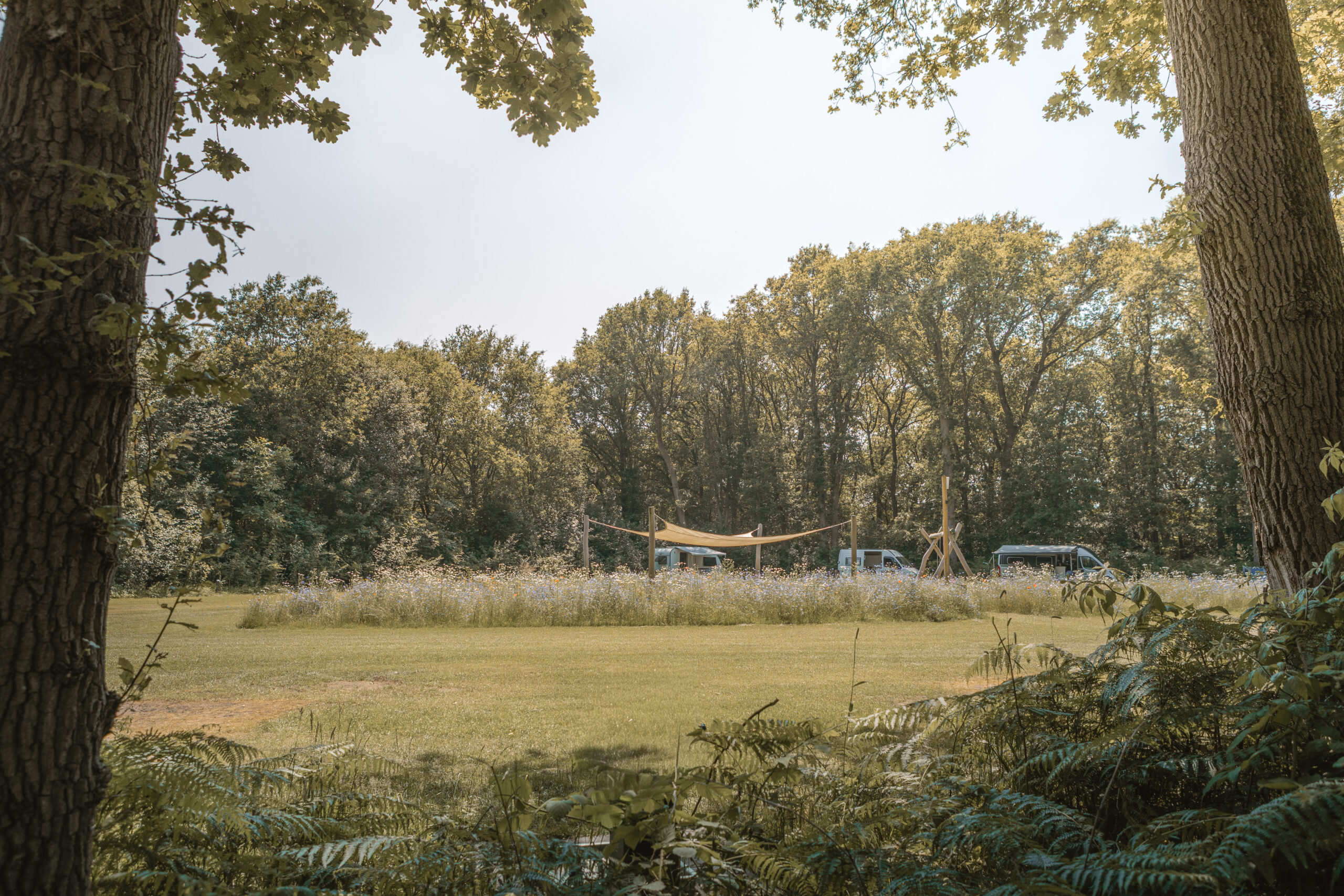Kamperen op de Bloemenweide bij natuurcamping Lemeler Esch