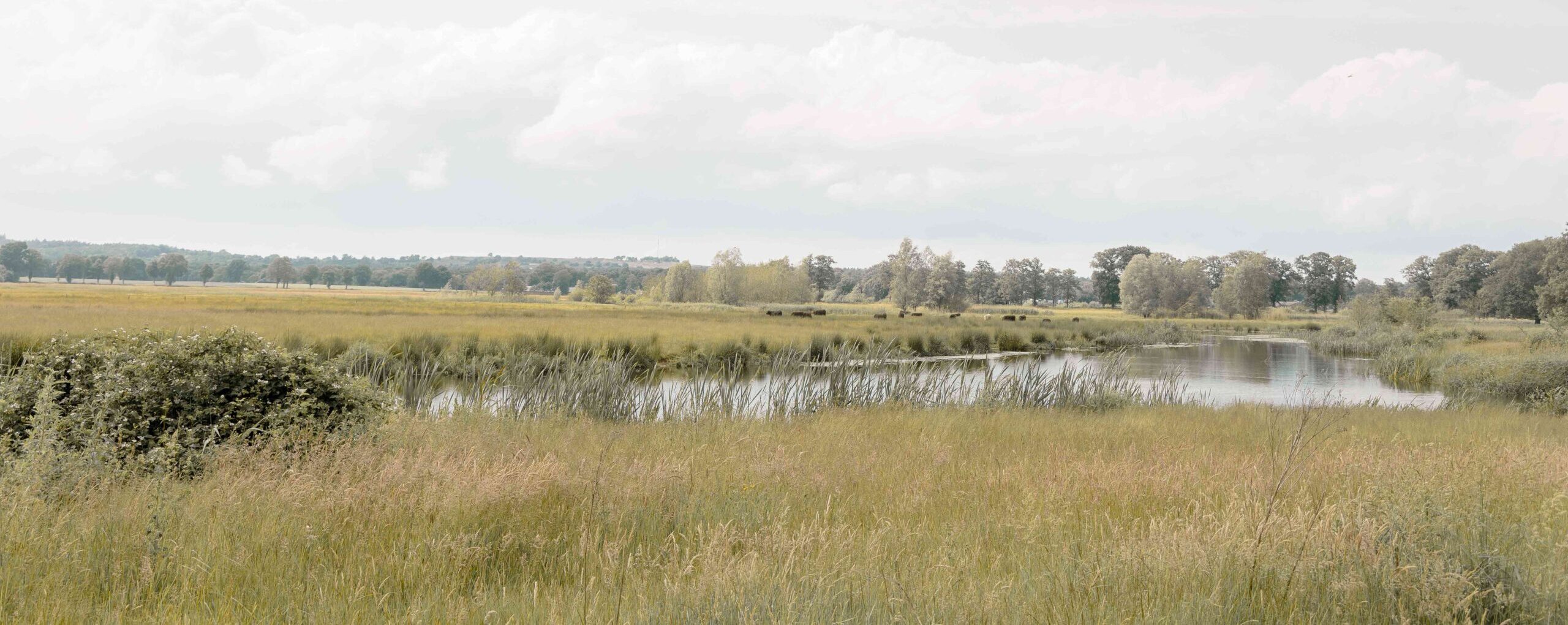 Landschap rivier de Regge in Archem in de omgeving van Lemeler Esch natuurcamping