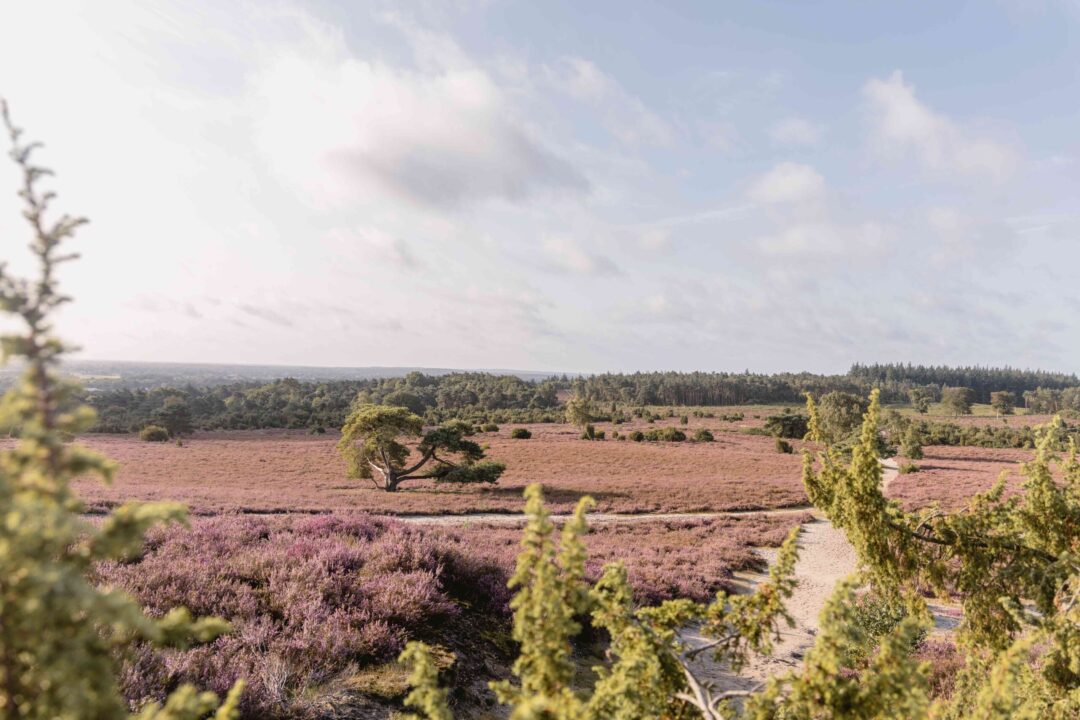 Bloeiende heide op de Lemelerberg dichtbij Lemeler Esch natuurcamping in Overijssel