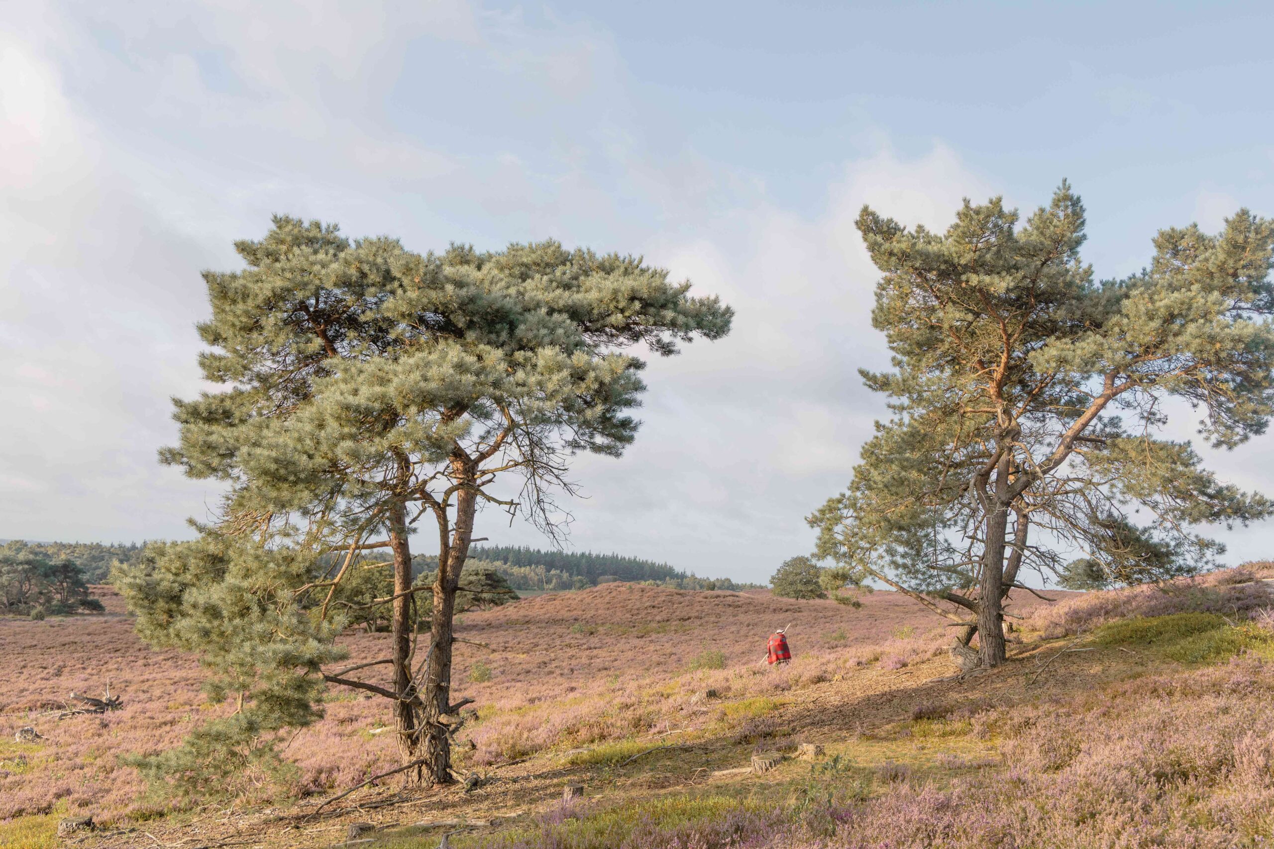 Heide in bloei bij natuurgebied Lemelerberg vanaf Lemeler Esch natuurcamping