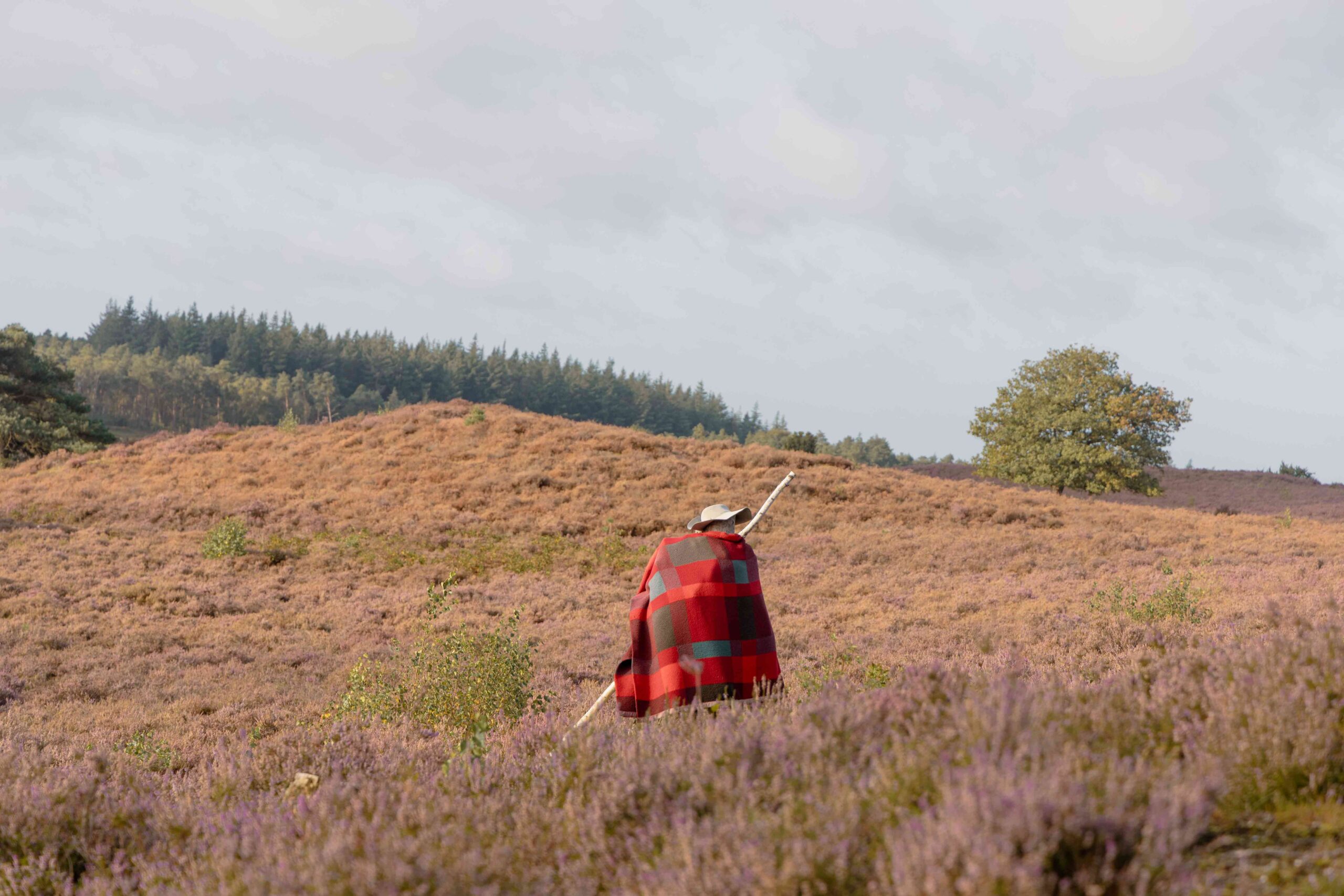 Heide in bloei bij natuurgebied Lemelerberg vanaf Lemeler Esch natuurcamping