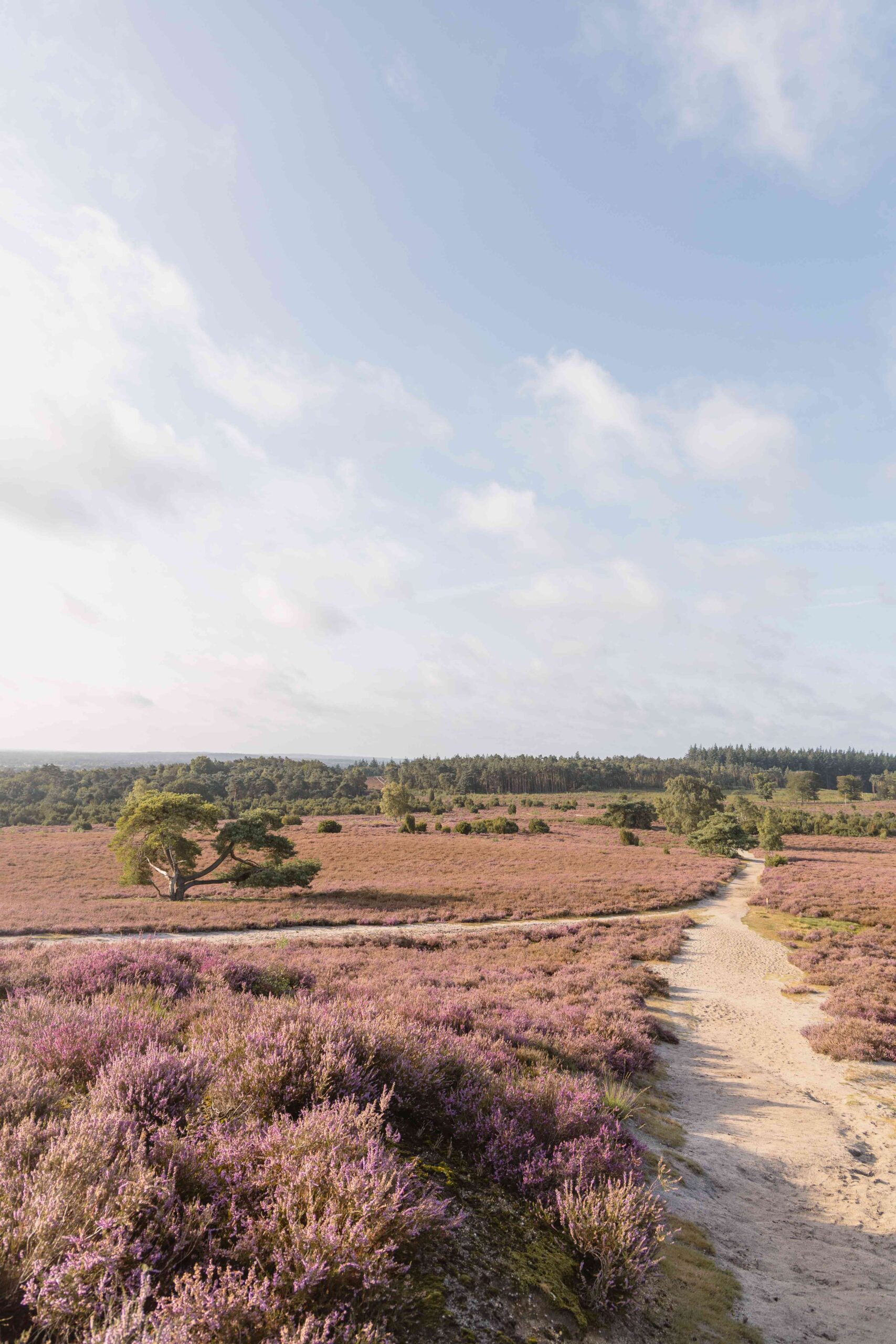 Heide in bloei bij natuurgebied Lemelerberg vanaf Lemeler Esch natuurcamping