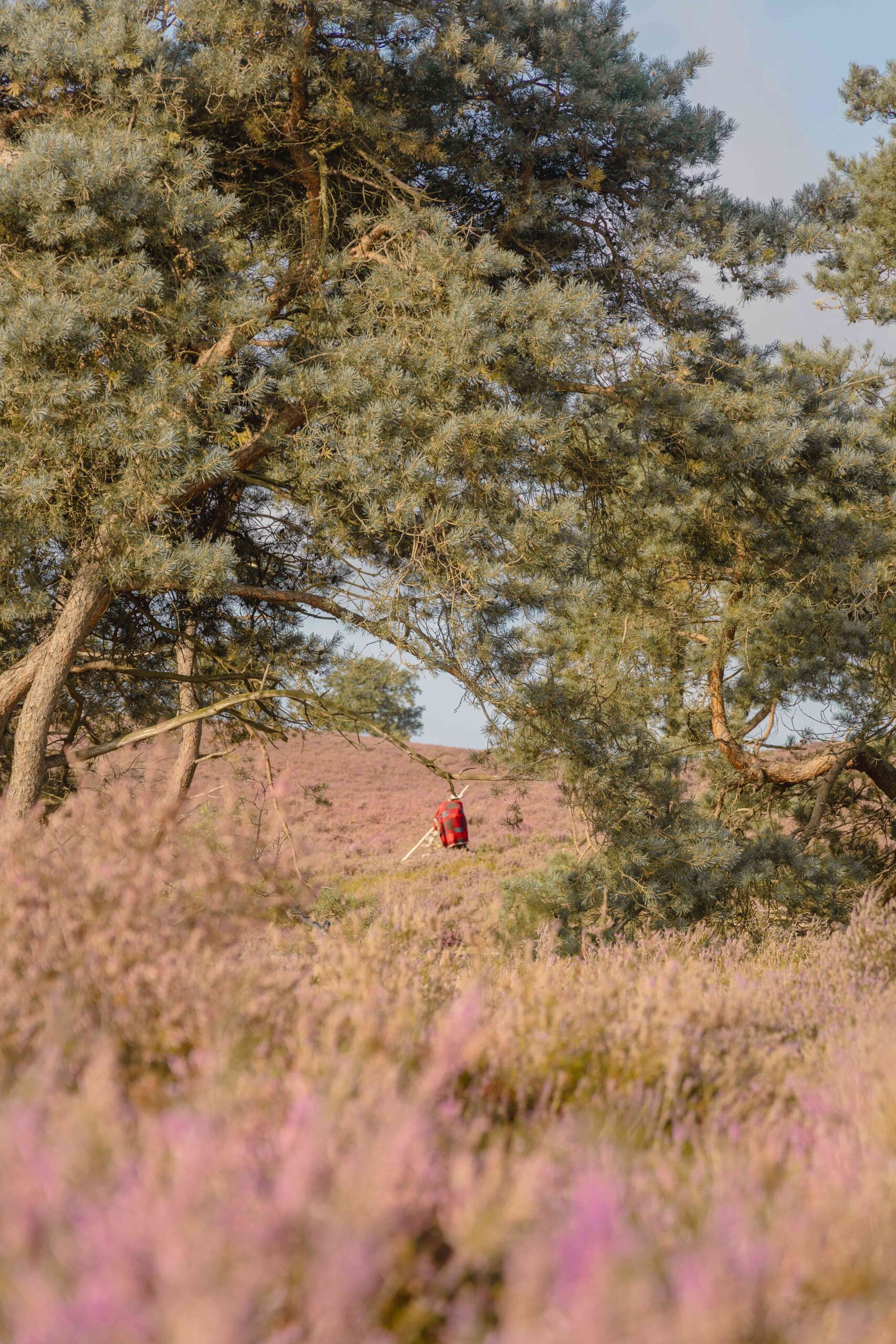 Heide in bloei op de Lemelerberg bij Lemeler Esch natuurcamping in Overijssel