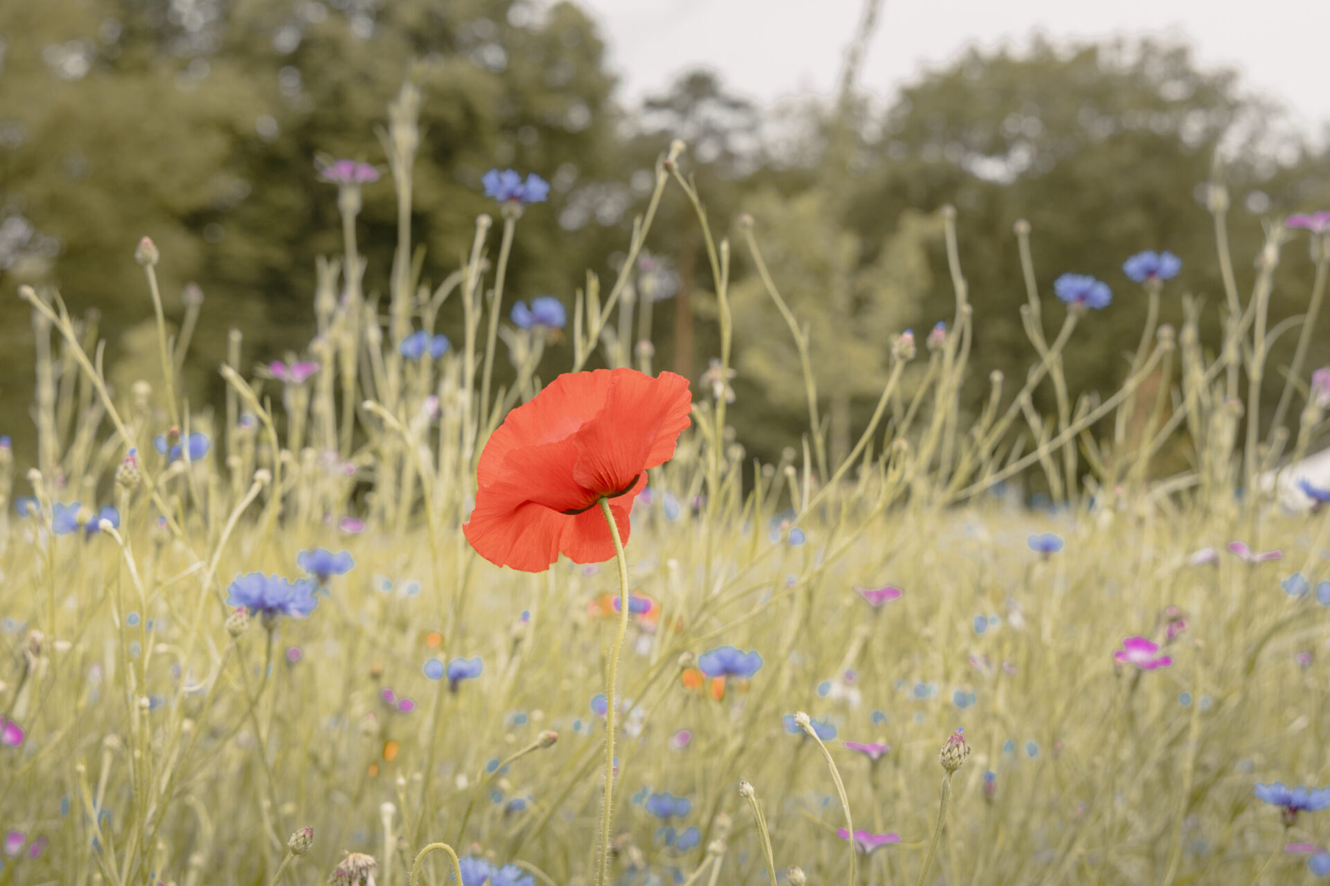 Klaproos inheemse bloemen op kampeerveld Akker bij Lemeler Esch