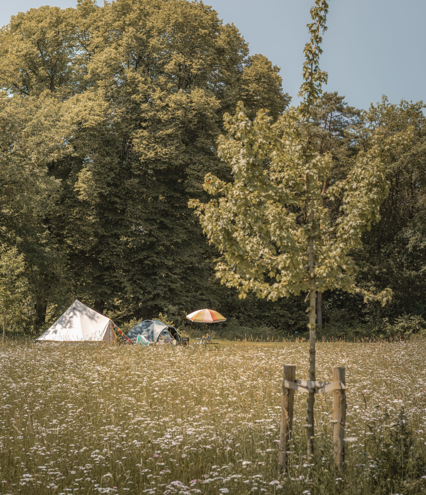 Kamperen op de Akker bij natuurcamping Lemeler Esch