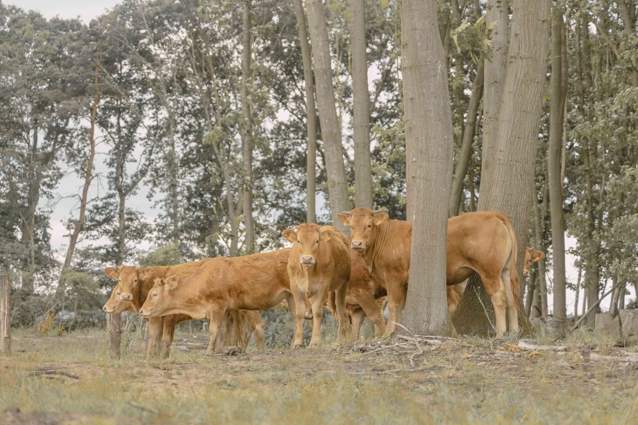 Koeien in Hancate in de omgeving van Lemeler Esch natuurcamping