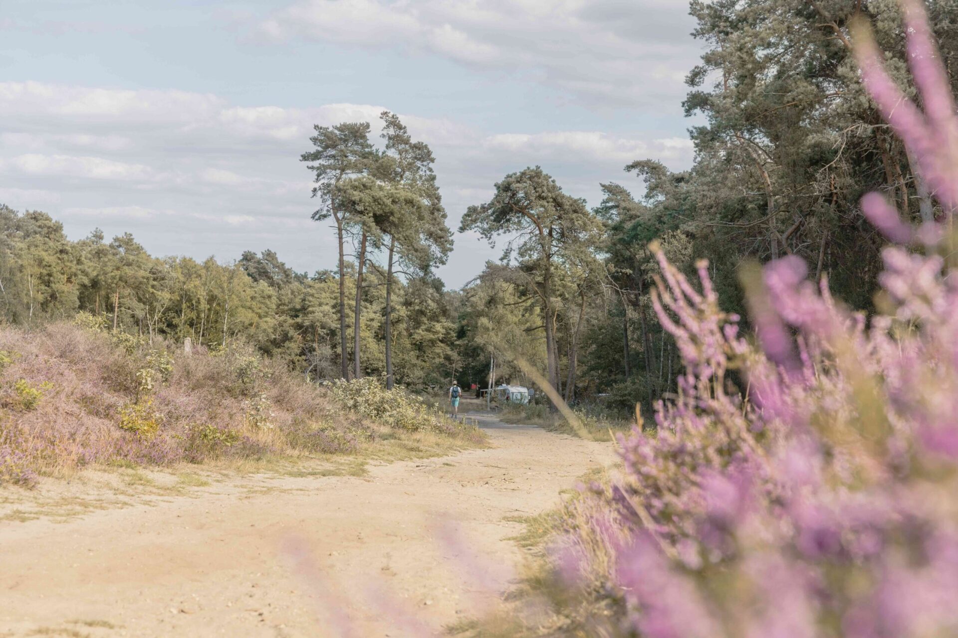 Wandelaar tussen de bloeiende heide bij Lemeler Esch natuurcamping aan de Lemelerberg