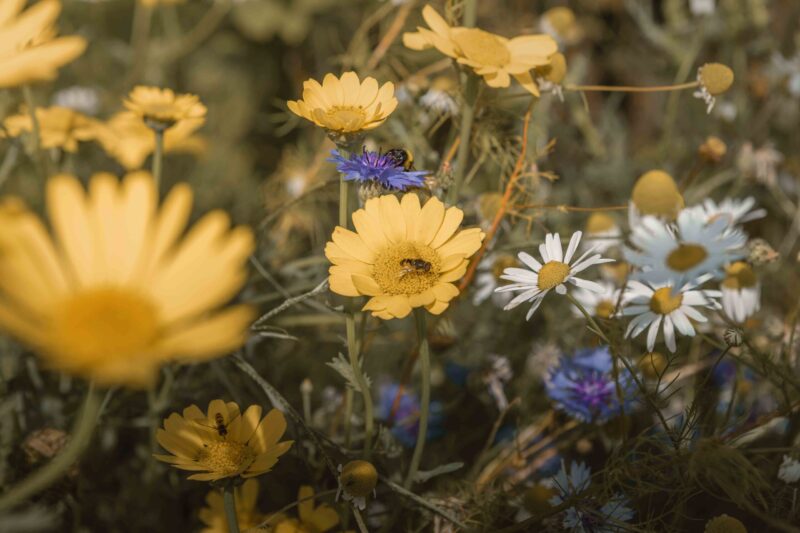 Bijen op bloemen op kampeerveld Bloemenweide van Lemeler Esch natuurcamping
