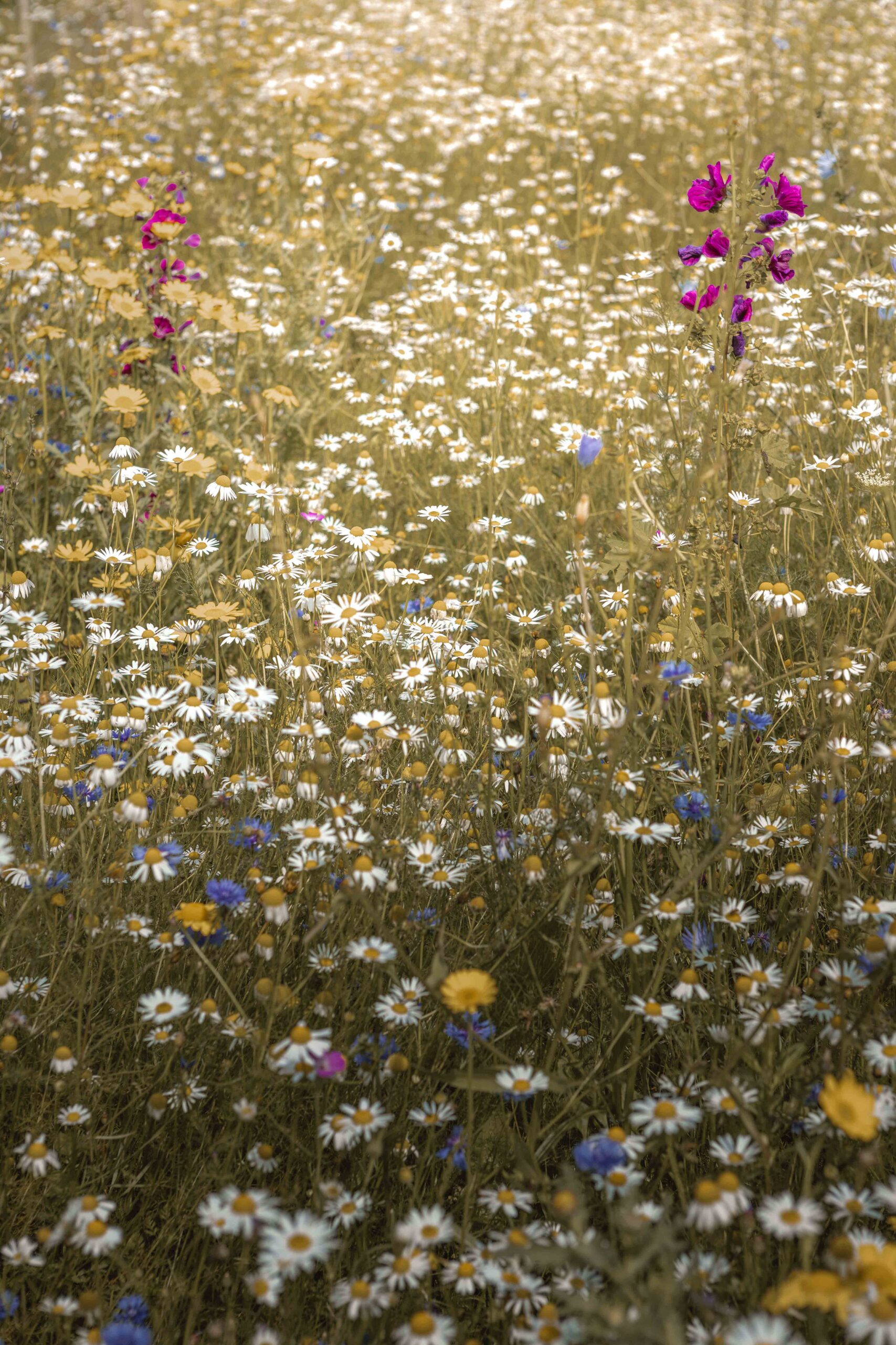 Kleurrijke bloemen op kampeerveld Bloemenweide van Lemeler Esch natuurcamping