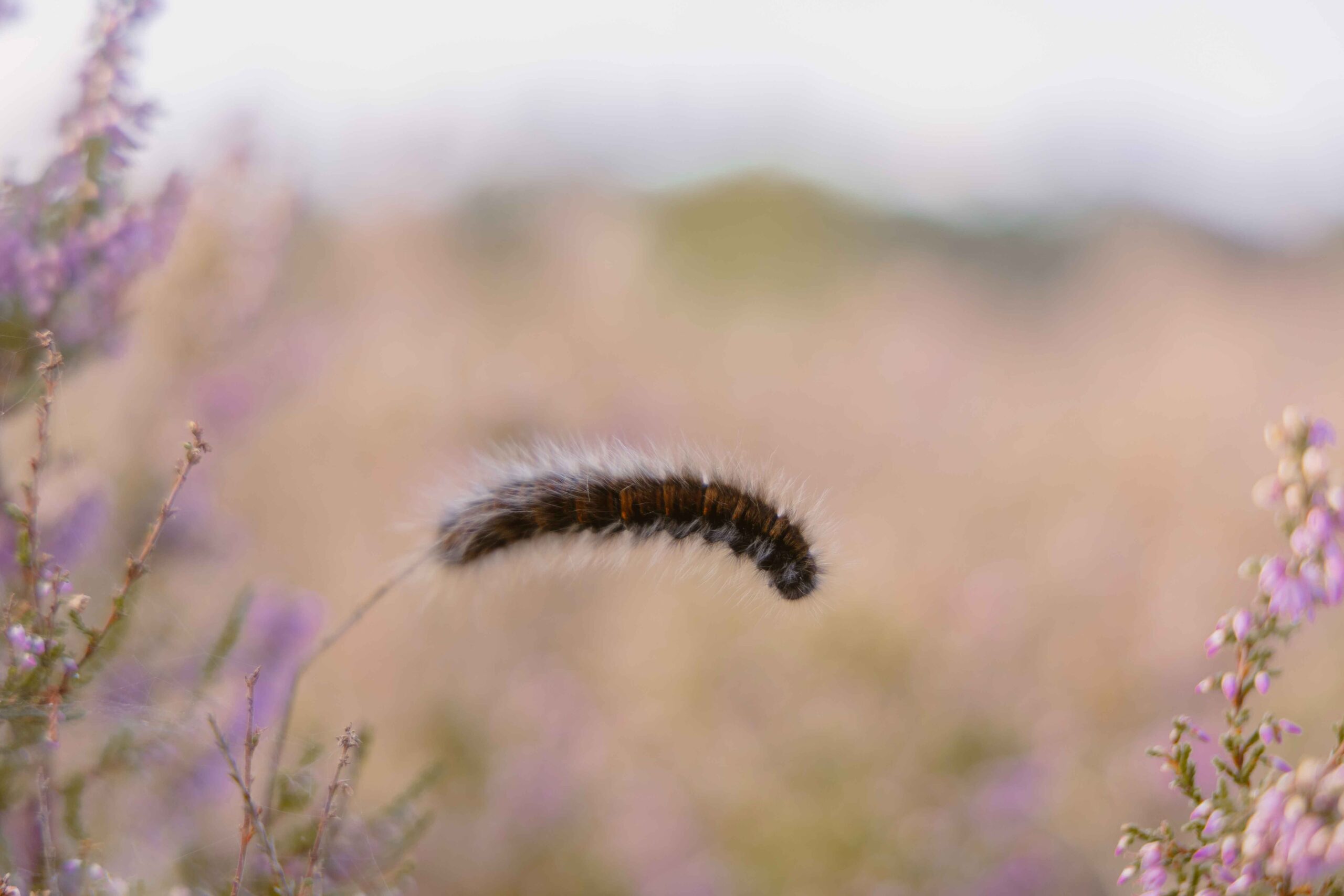 Rups bij bloeiende heide op de Lemelerberg bij Lemeler Esch natuurcamping in Overijssel