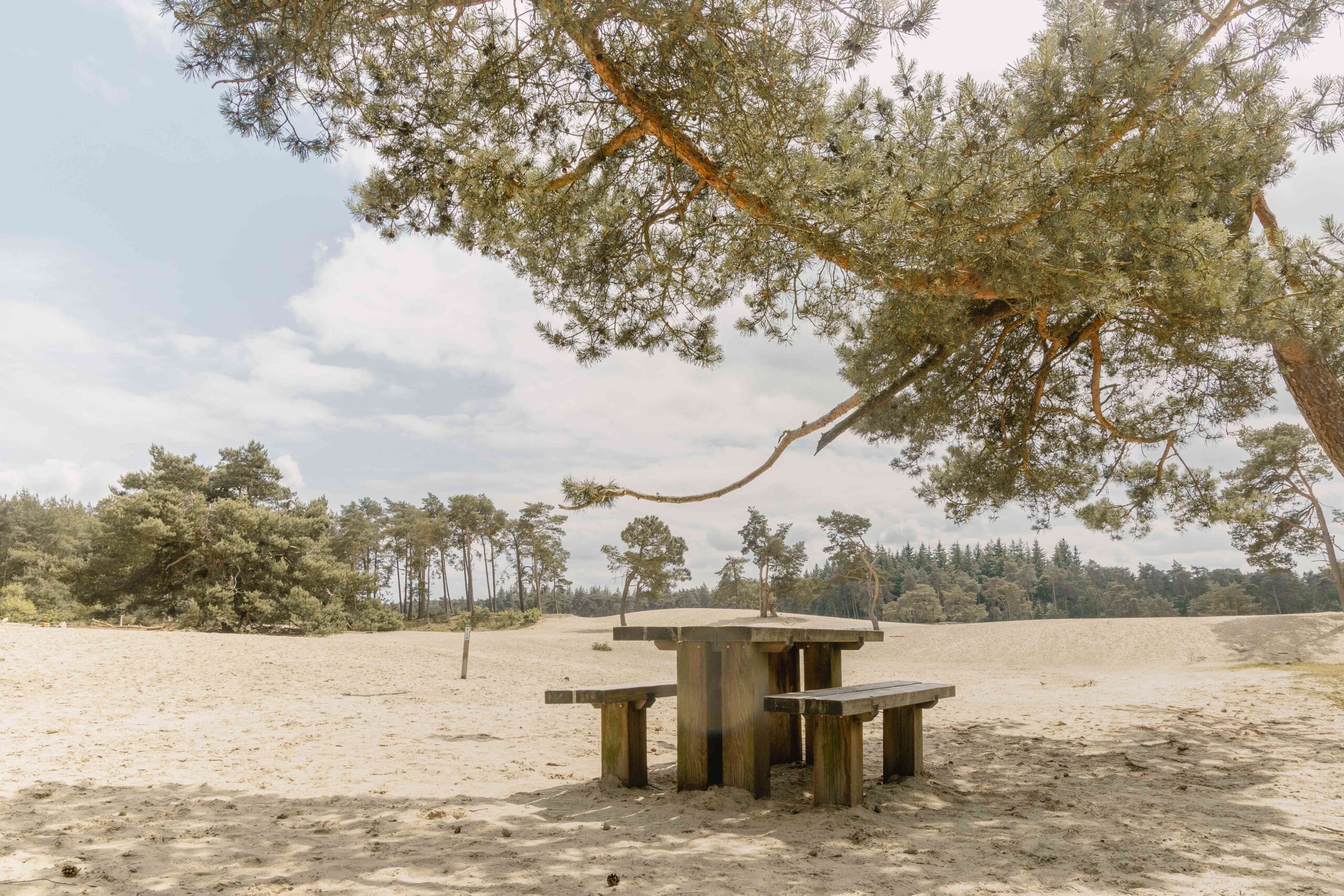 Bankje bij de Sahara in Ommen in de omgeving van Lemeler Esch natuurcamping