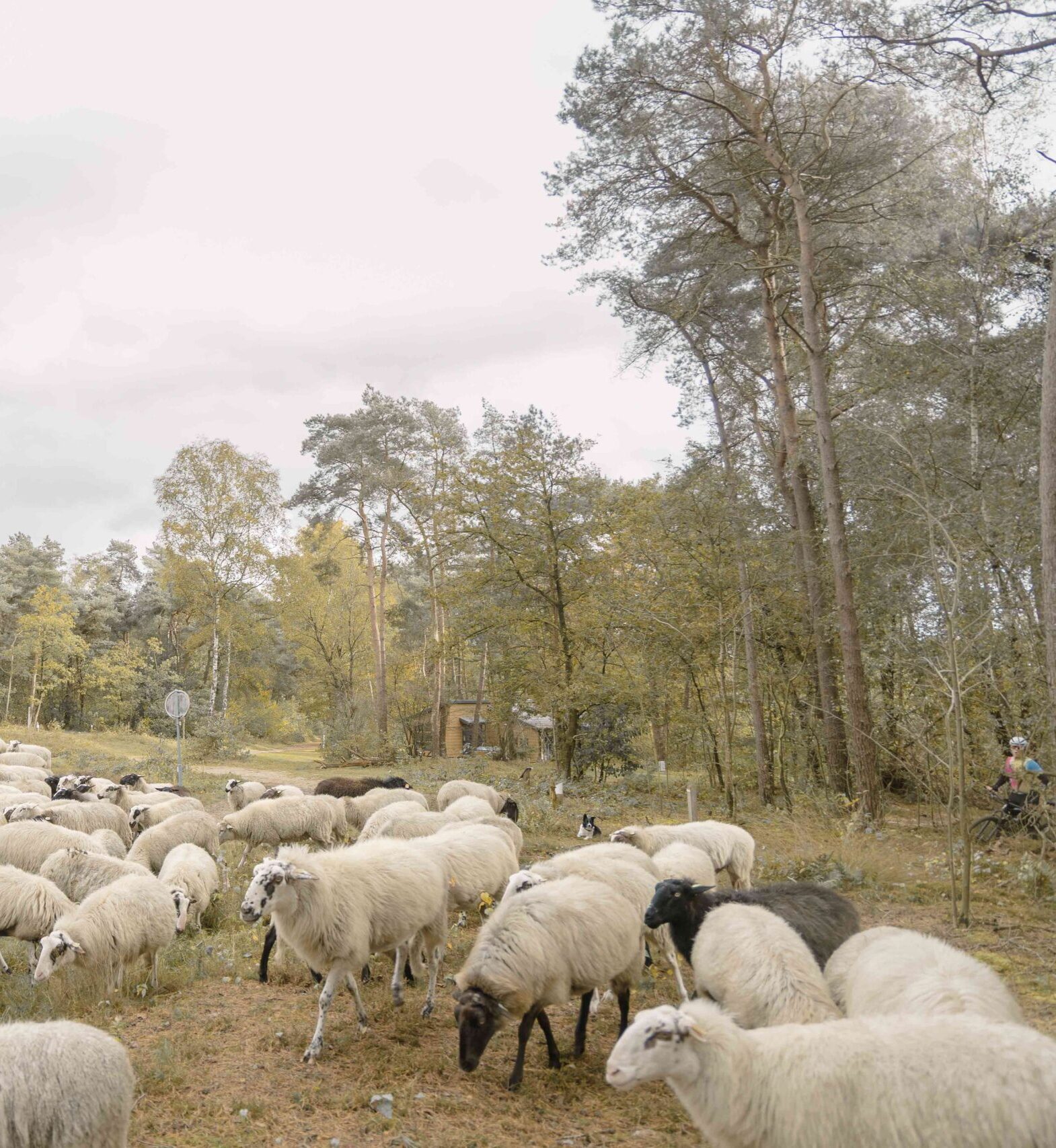 Schaapskudde dichtbij bungalow van Lemeler Esch natuurhuisjes in Overijssel
