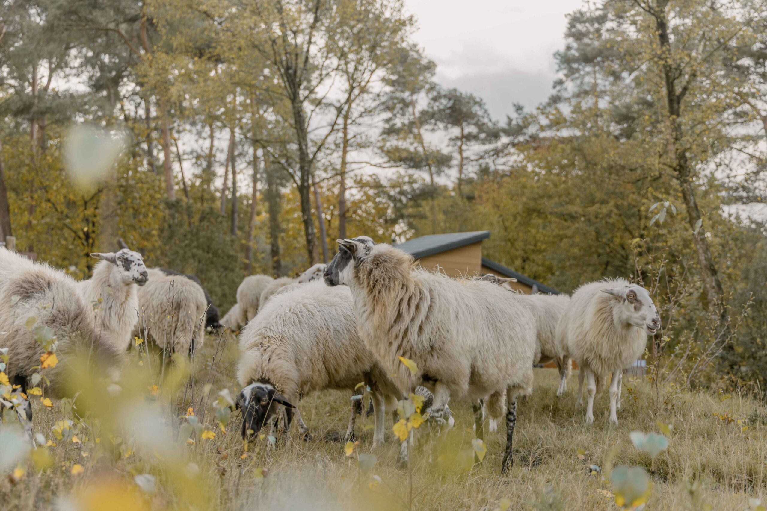 Schaapskudde dichtbij bungalow van Lemeler Esch natuurhuisjes in Overijssel