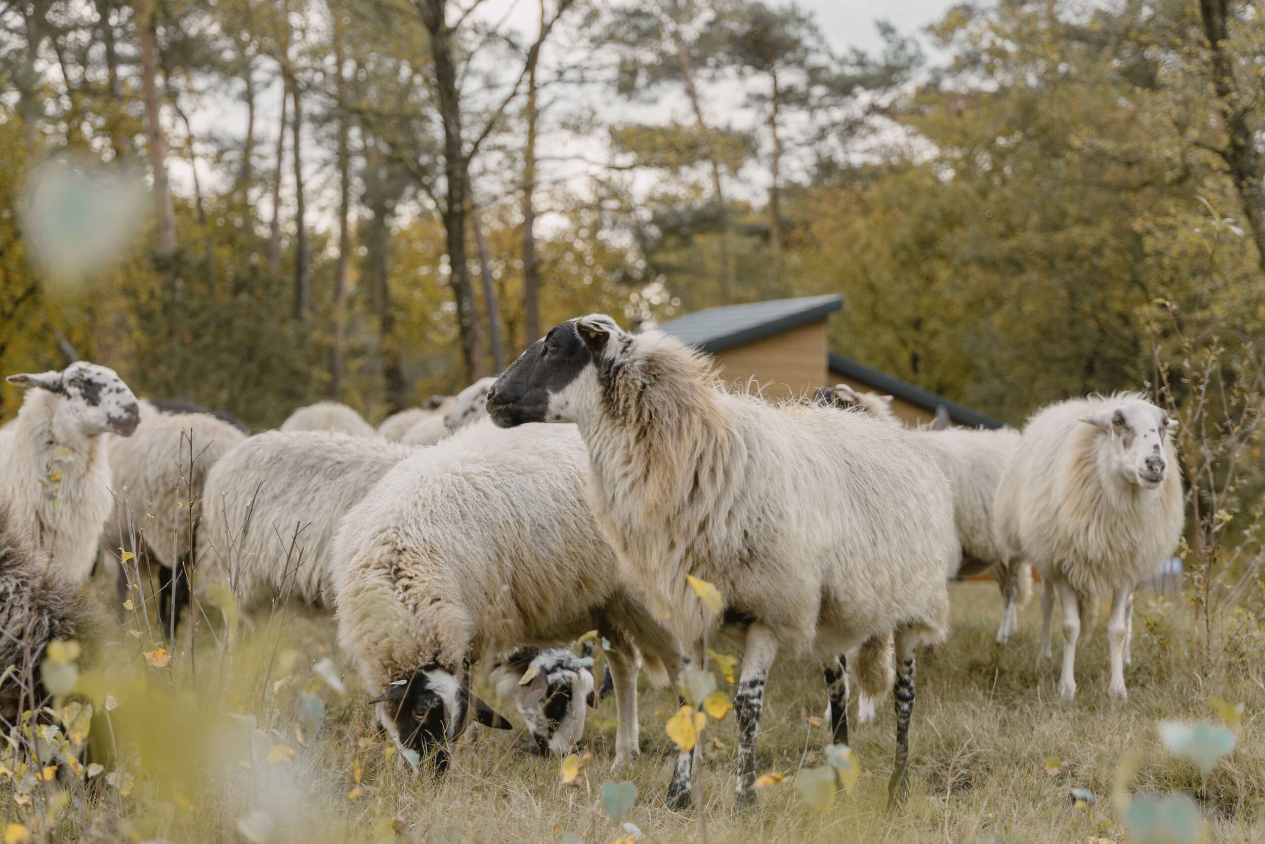 Schaapskudde dichtbij bungalow van Lemeler Esch natuurhuisjes in Overijssel