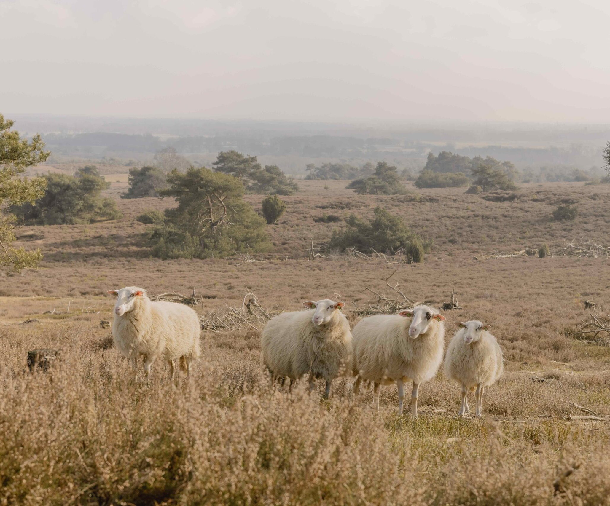 Schaapskudde graast over heide op de Lemelerberg dichtbij Lemeler Esch natuurcamping