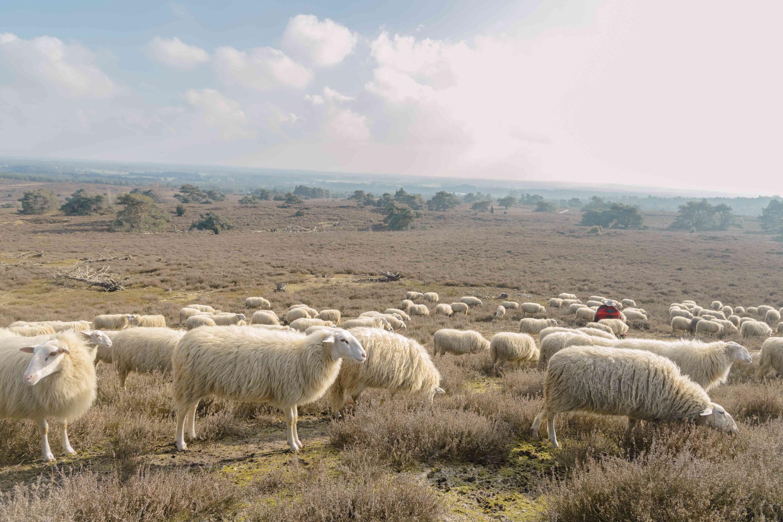 Schaapskudde graast over heide op de Lemelerberg dichtbij Lemeler Esch natuurcamping