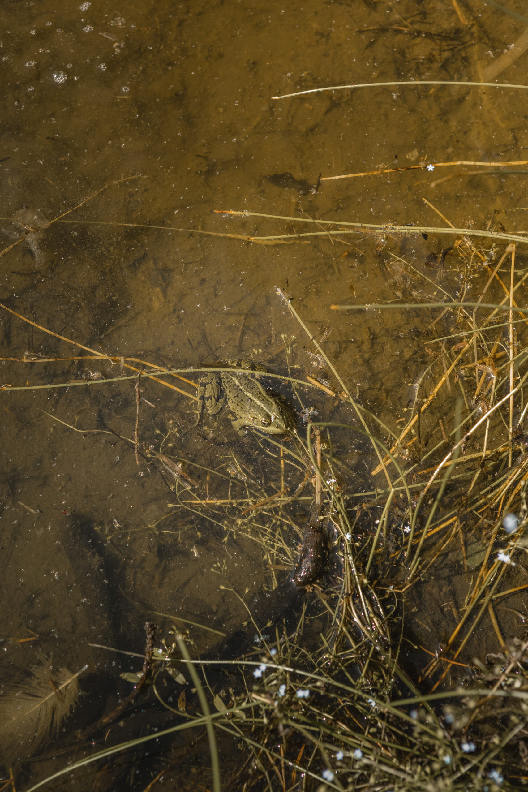 Kikker bij het speelwater bij natuurcamping Lemeler Esch