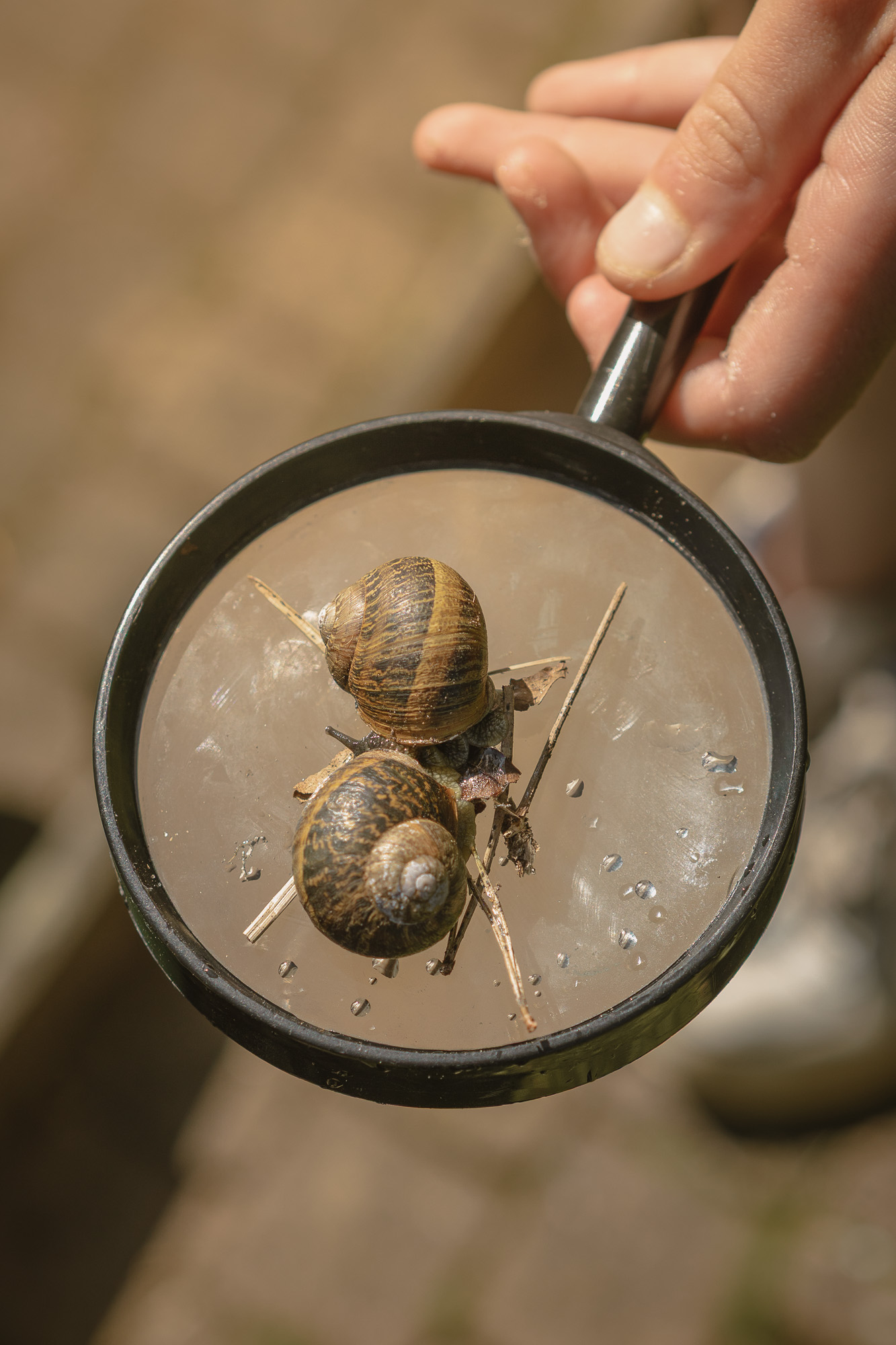 Twee slakken op vergrootglas bij Lemeler Esch