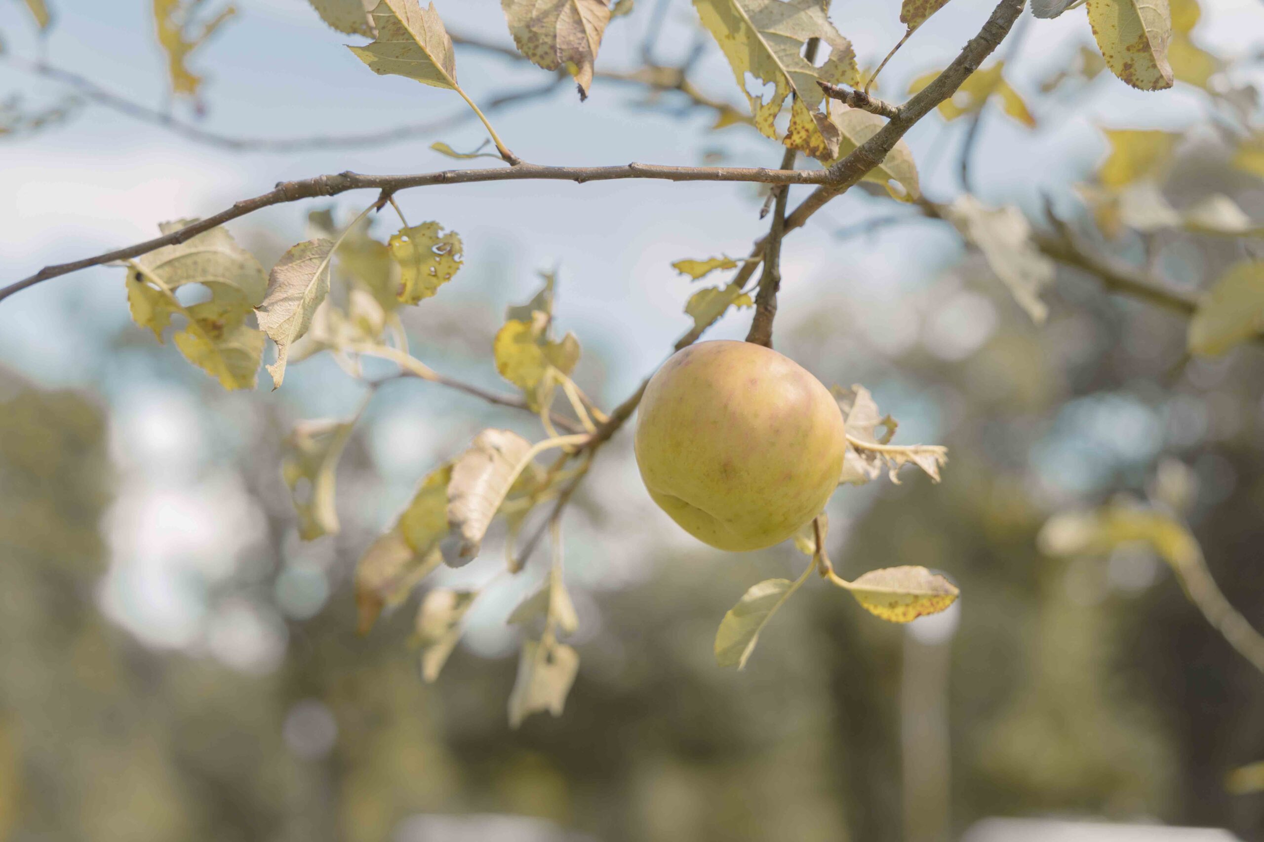 Appelboom op kampeerveld van Lemeler Esch