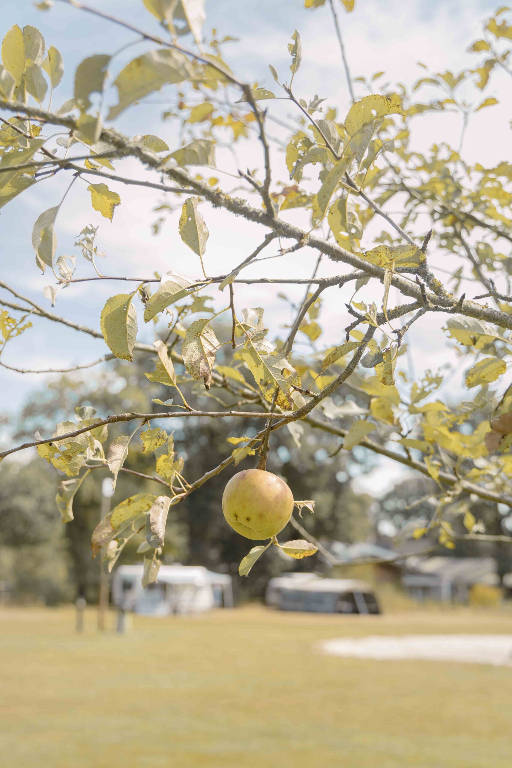 Appelboom op kampeerveld van Lemeler Esch