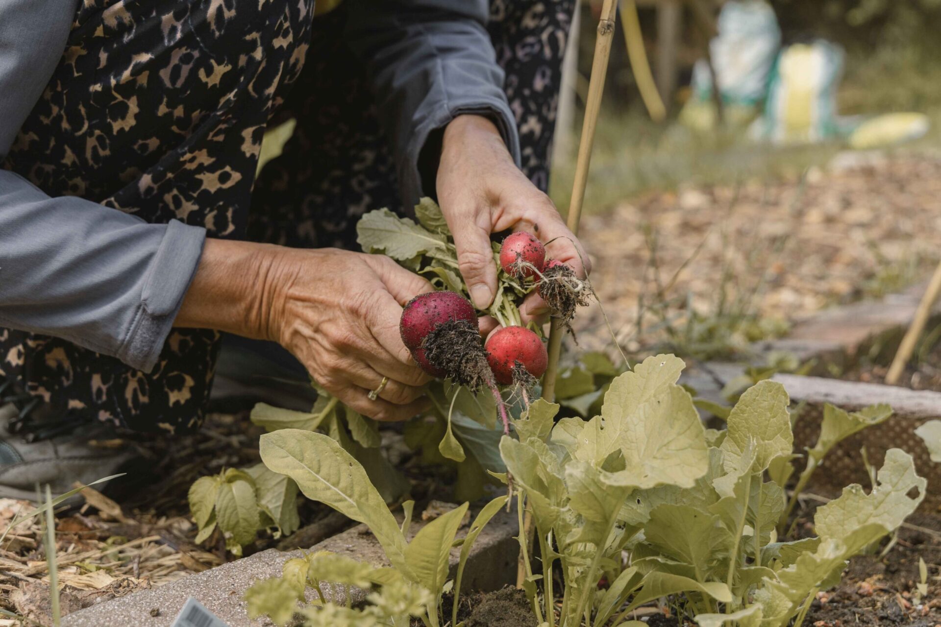 Radijs uit eigen moestuin van Boscafé Lemeler Esch