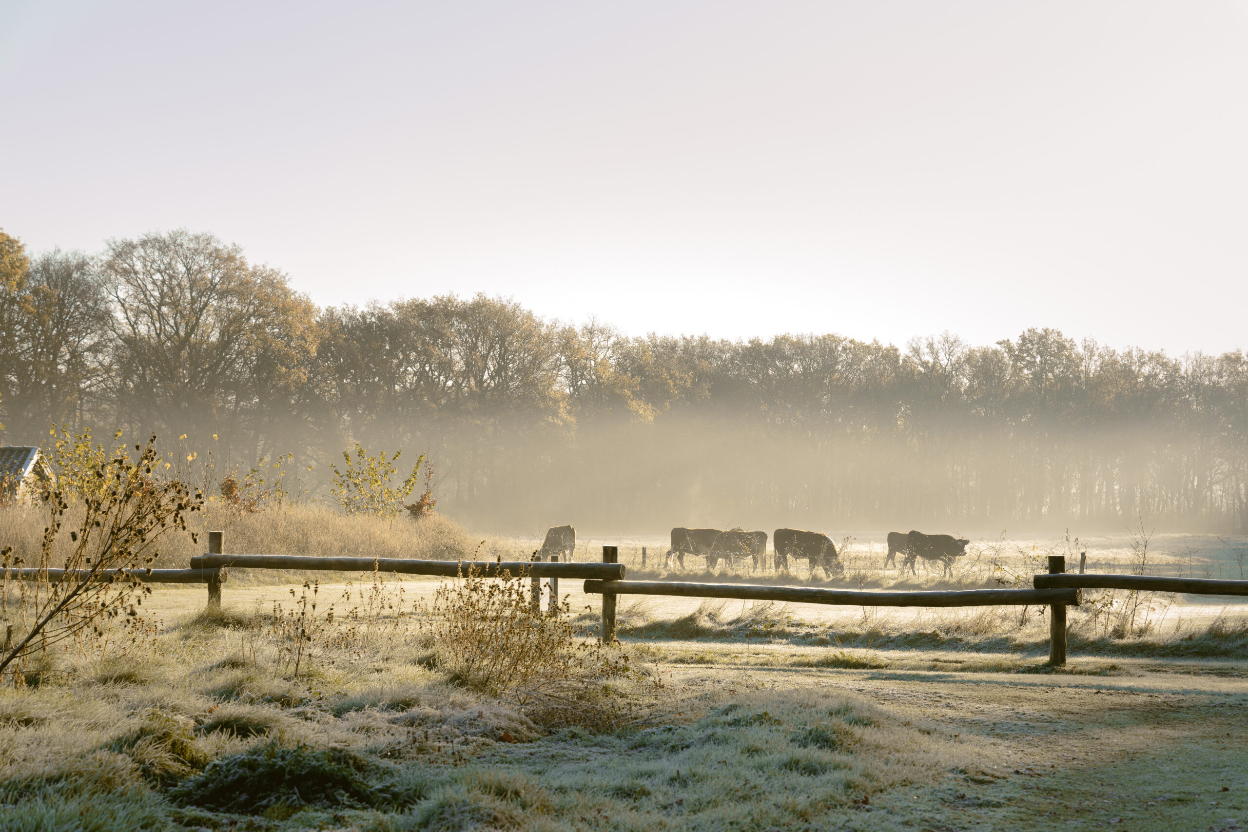 Uitzicht camping bij kampeerveld Heidezicht bij Lemeler Esch