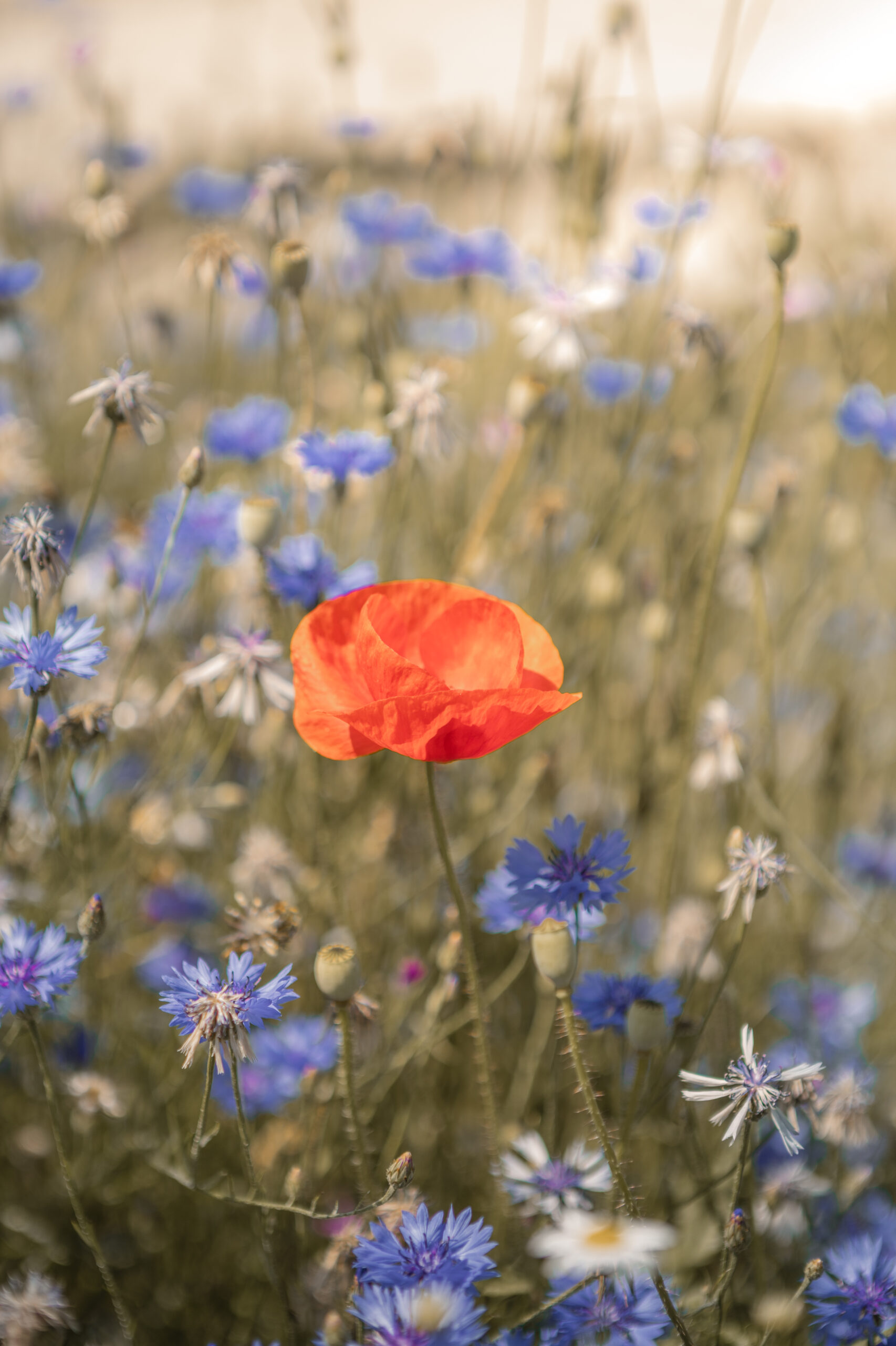 Kamperen tussen de bloemen bij natuurcamping Lemeler Esch