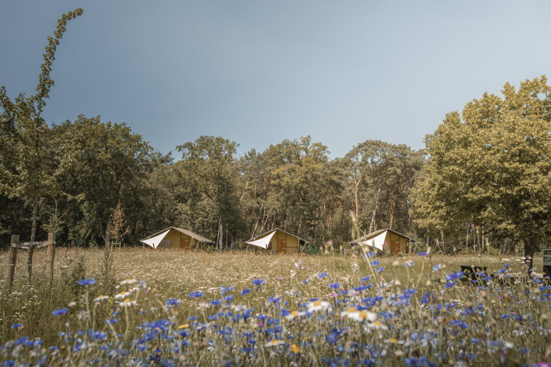 Bloemen volop in bloei bij Lodgetent op kampeerveld Akker bij natuurcamping Lemeler Esch