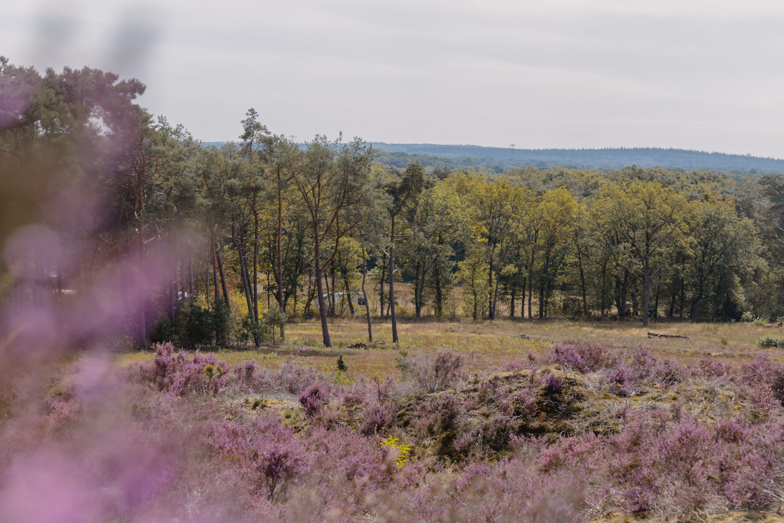 Heide in bloei op de Lemelerberg bij natuurcamping Lemeler Esch