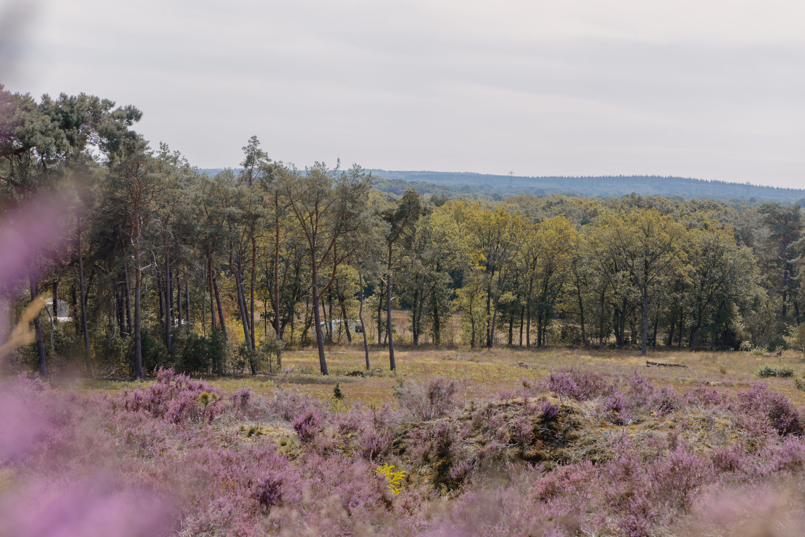 Heide in bloei op de Lemelerberg bij natuurcamping Lemeler Esch