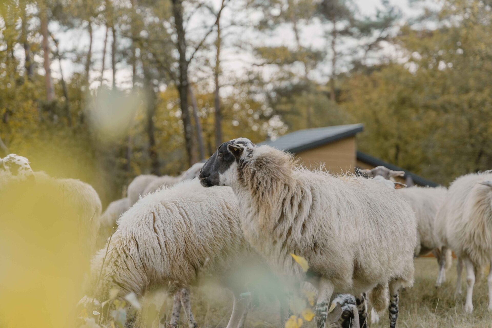 Schaapskudde bij natuurcamping Lemeler Esch